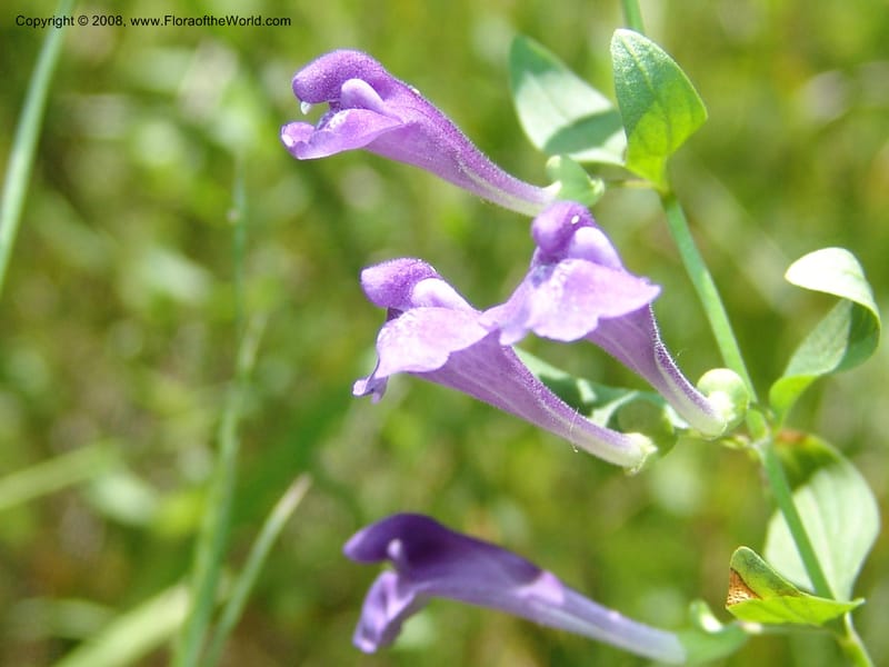 Scutellaria angustifolia--ID. Valley Co. Sylvan Beach reservoir and trail. 24 Jul 05. 251.jpg