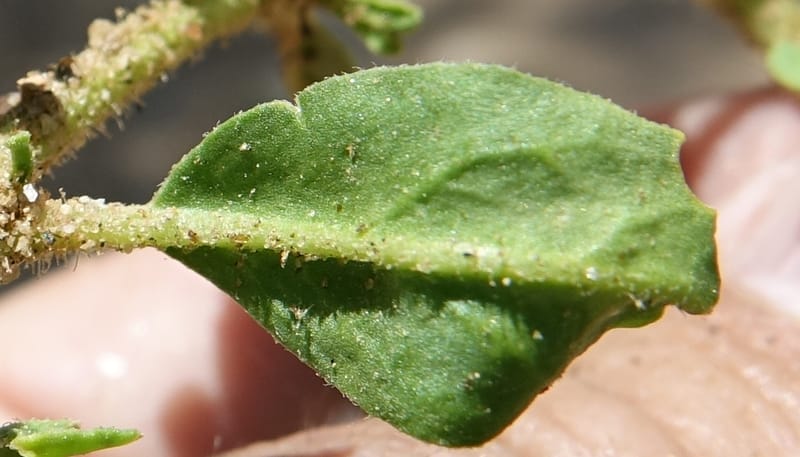 Limeum myosotis, L. Nanyeni 1158--Namibia. B1 to Rehoboth, Frankie Fredricks St. 15 Mar 2018. DSC00565 (460).JPG