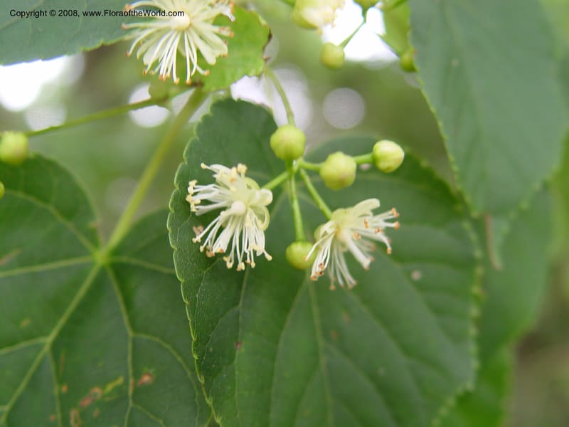 Tilia japonica--Japan. Honshu. Shiga Pref. Ibukiyama. 18 Jul 03. 047.jpg