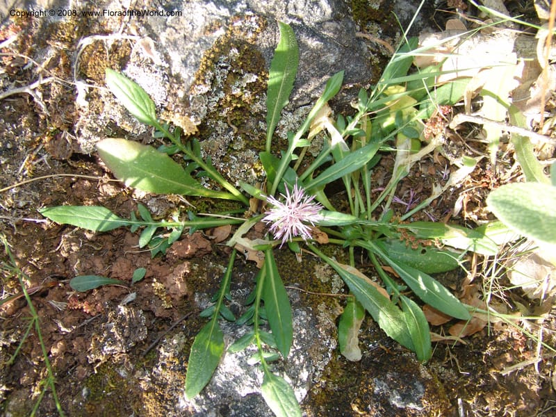 Centaurea raphanina ssp raphanina--Crete. Ep. Kisamos. Sirikari Gorge. 25 May 05. 018.jpg