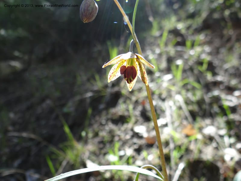 Fritillaria atropurpurea, Davidson, C 12131--Calif. Nevada Co. 19 Apr 2013. DSC03185 (4).JPG