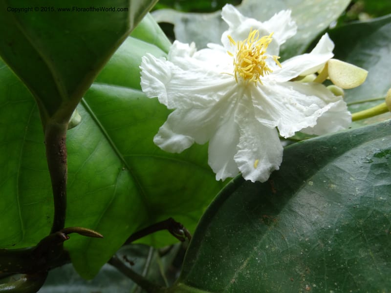 Oncoba, Davidson, C 12336B--Cameroon. Mokoko For. Res. 20 Mar 2014. DSC02622 (3).JPG