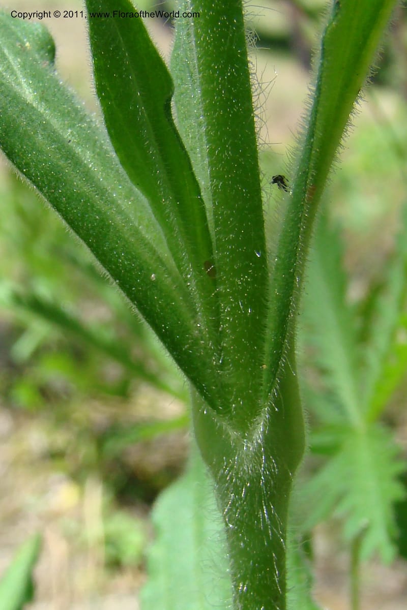 Silene scouleri, C. Davidson 11399--Idaho. Idaho Co. Salmon River. Shepp Ranch. 28 May 2009. 068.jpg
