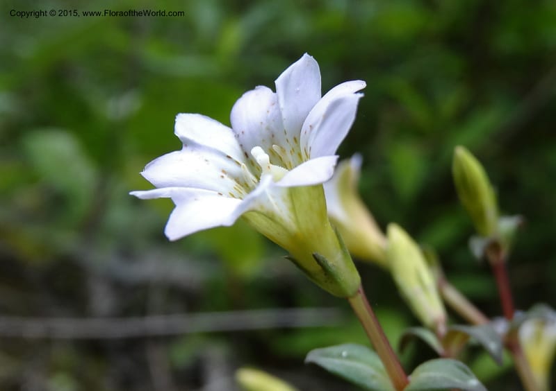 Gentiana, Boufford, D 43705--China. Sichuan. LongDongZhen on Rd. to LeiYuan Shan. 13 May 2014. DSC05860 (73).JPG