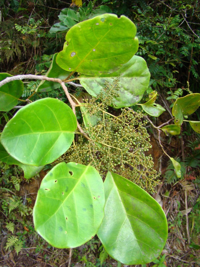 Maesa novocaledonica, JMunzinger4782--New Caledonia. Aoupinie. 15 Nov 07. 484.jpg