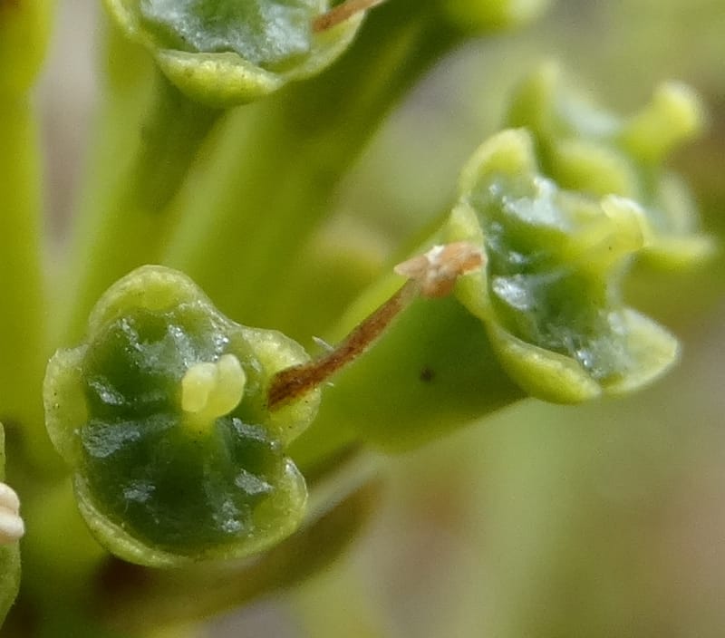 Myodocarpus involucratus, Lowry, P 7375--New Caledonia. Mont Dzumac. 12 Nov 2015. DSC01563 (542).JPG