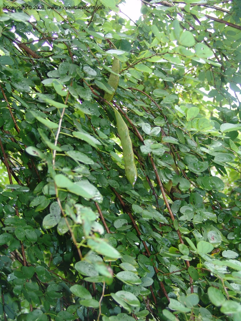 Bauhinia tomentosa--So. Africa. Lowveld Nat. Bot. Gard. 14 Mch 05. 070.jpg