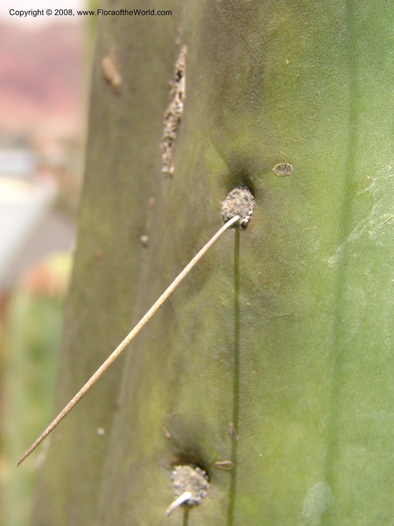 Trichocereus bridgesii--Bolivia. La Paz. Jardin Botanico La Paz. 3 Dec 04. 113.jpg