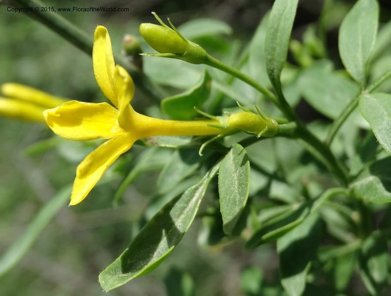 Jasminum fruticans, Davidson, C 12467--Georgia (Caucasus). Shio Mgvime. 7 Jun 2014. DSC07779 (179).JPG