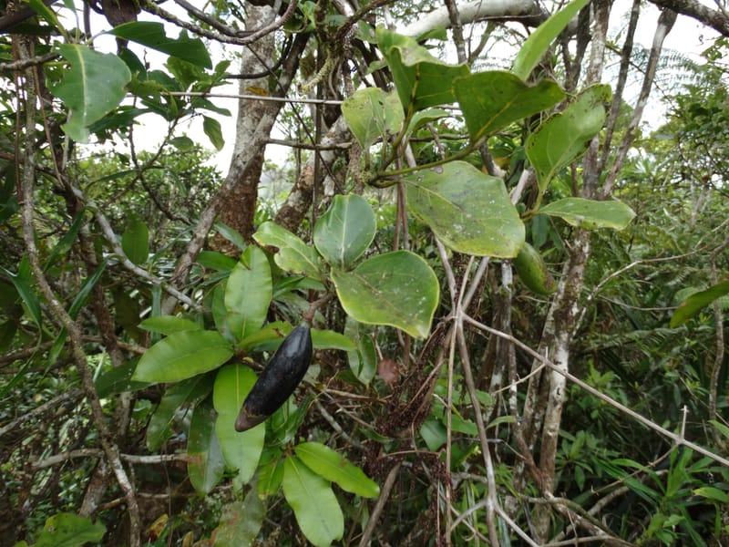 Endiandra monticola, Munzinger, J 7345--Fiji. Delaikoro Mtn. 3 Nov 2015. DSC08393 (248).JPG