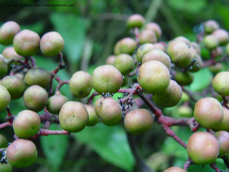 Leea guineensis--Cameroon. Mt. Cameroon. 6 Dec 03. 103.jpg