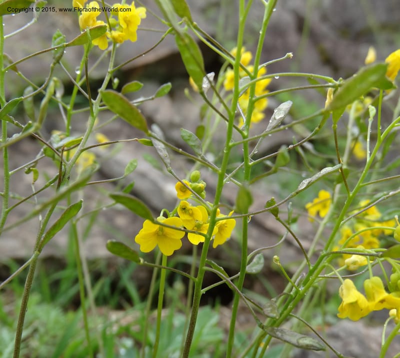 Draba hispida, Davidson, C 12492--Georgia (Caucasus). Koslitavi, branch of Merisi Gorge. 11 Jun 2014. DSC08456 (146).JPG