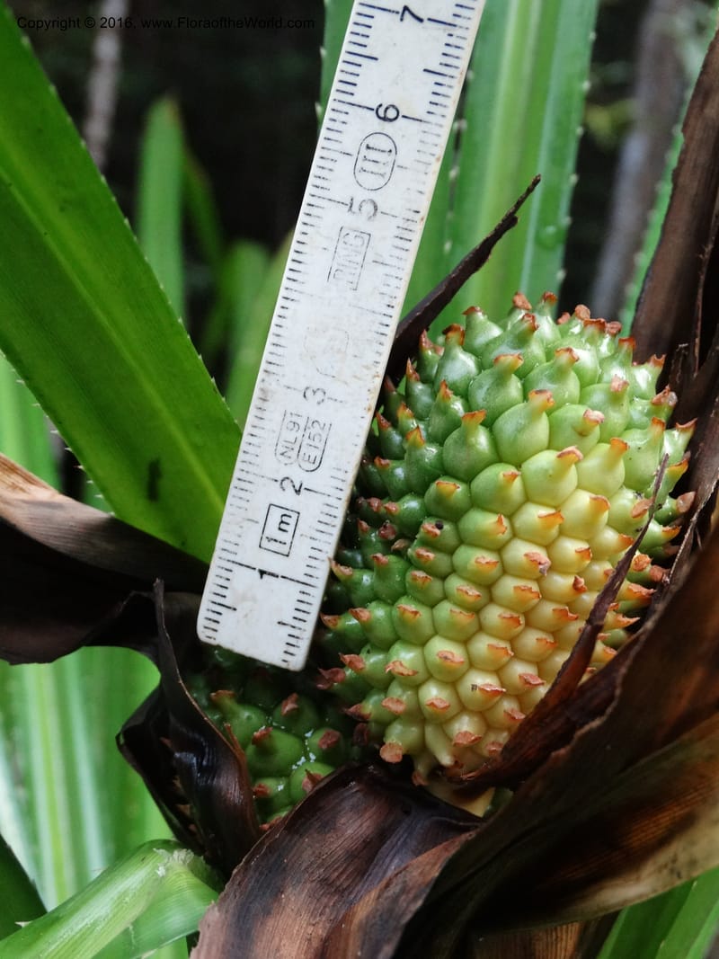 Pandanus borneensis, Callmander, M 1186--Sabah. G. Silam. 1 Oct 2014. DSC00937 (191).JPG