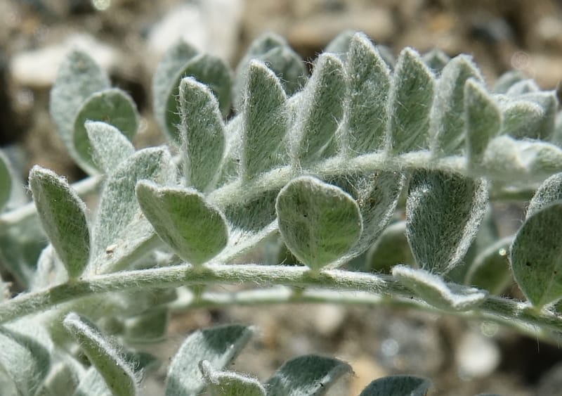 Astragalus purshii, C. Davidson 13582--ID. Idaho Co. Salmon R. Rd. E of Riggins. 24 May 2017. DSC00708. JPG (202).JPG