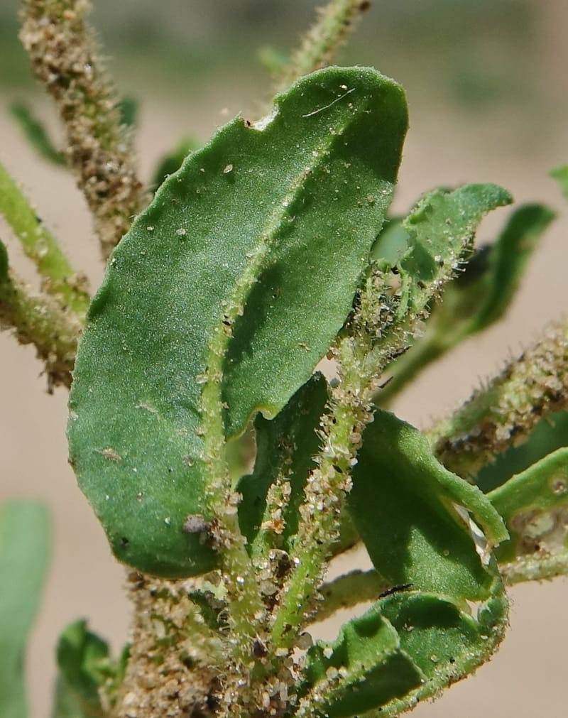 Limeum myosotis, L. Nanyeni 1158--Namibia. B1 to Rehoboth, Frankie Fredricks St. 15 Mar 2018. DSC00565 (444).JPG