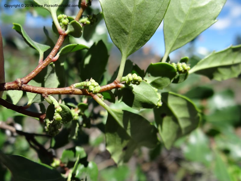 Azara, WDS 34089--Chile. Pte. Polcura.  Odom 11.6. 17 Feb 2013. DSC01159 (139).JPG