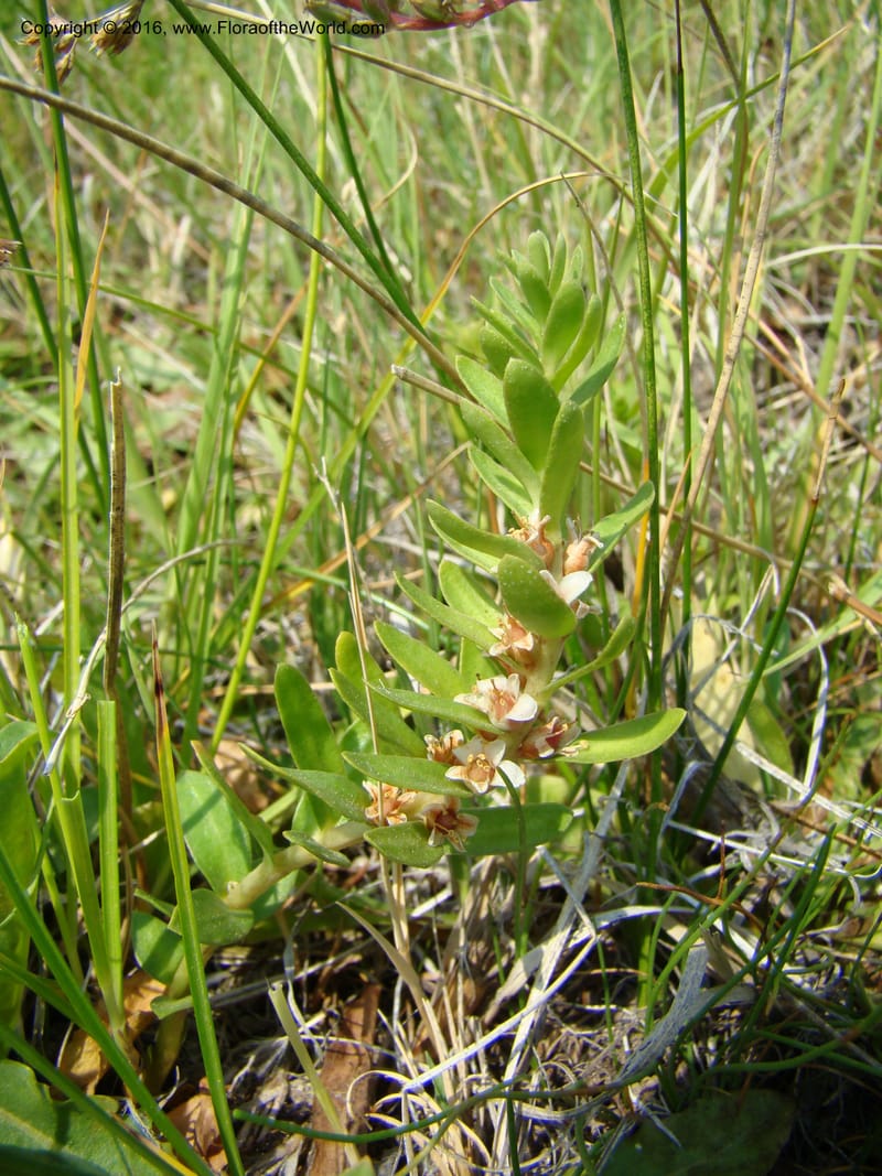 Glaux maritima, D. Mansfield 08-494--OR. Malheur Co. 10 km W of Rome on Hwy 95. 16 Jul 08. 026.jpg