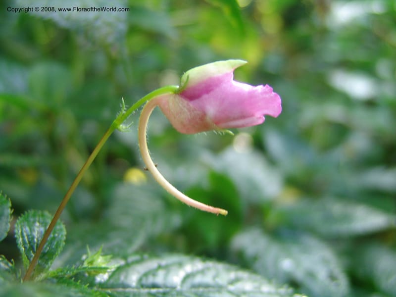 Impatiens--Kenya. Kakamega Forest. Rondo Retreat Ctr. 8 Jul 04. 050.jpg