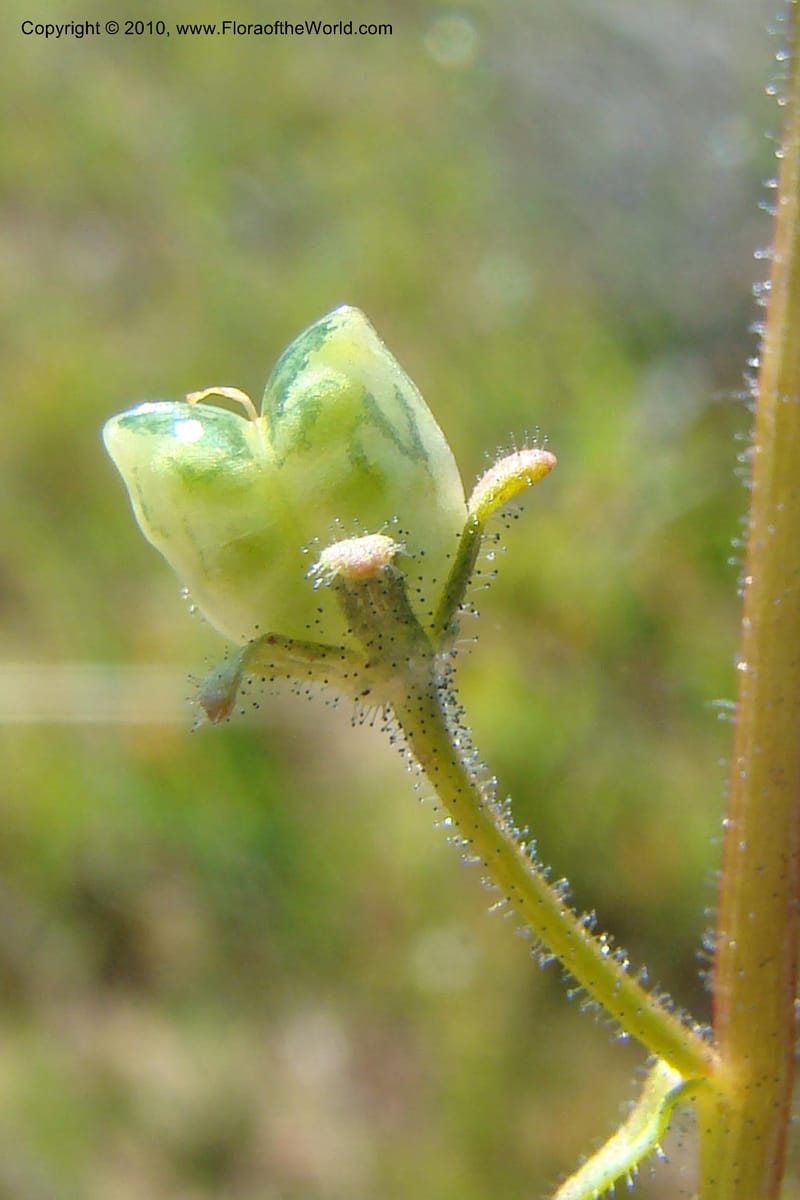 Nemesia cheiranthus, C. Davidson 11523--South Africa. Northern Cape. Papkuilsfontein. 25 Aug 09. 216 (16).jpg