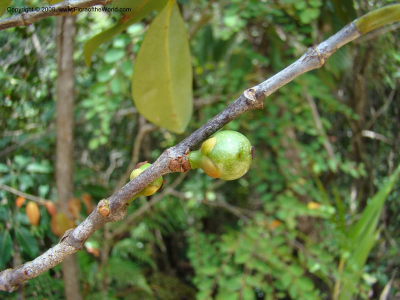 Garcinia neglecta, JMunzinger4668--N.Caled. Dumbea Dam in Dumbea Riv, S of Noumea. 11 Nov 07. 260.jpg