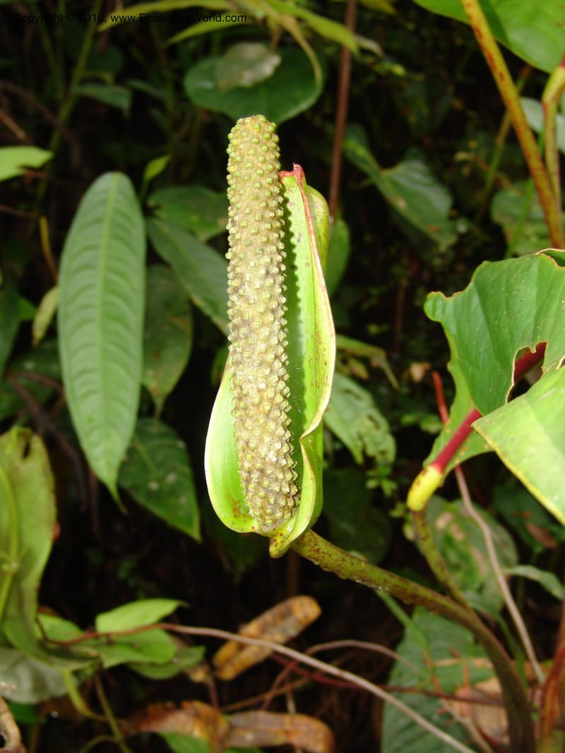 Anthurium incomptum, Croat 96349--Ecuador. Prov. Pichincha. Pacto-Pto. Quito Rd.. 25 Mar 06. 028 (2).jpg