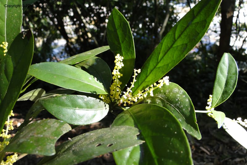 Chionanthus, Regalado 1840--Viet Nam. Bach Maa. 9 May 2011. 133 (10).jpg