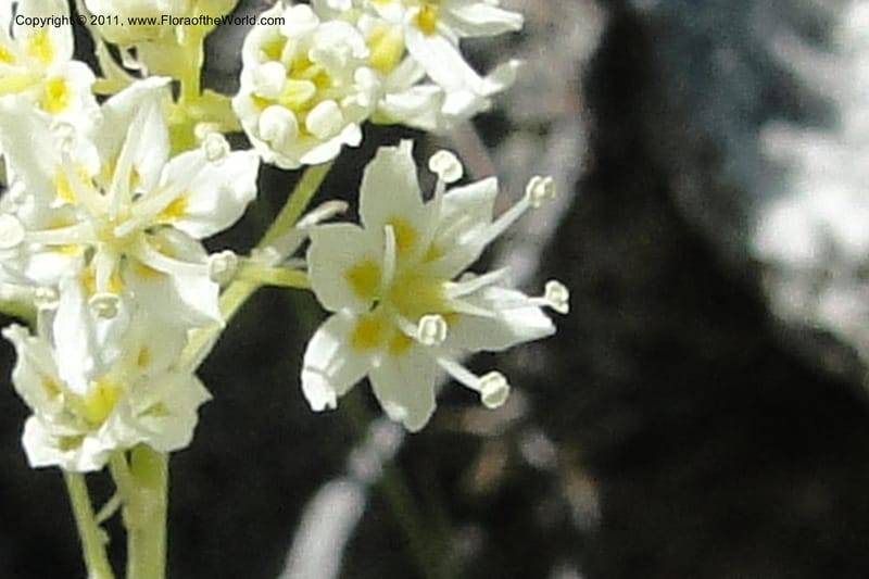 Zigadenus paniculatus, C. Davidson 11861--Idaho. Valley Co. Lick Creek Rd. 4 July 2011. 070 (7).jpg