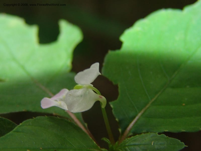 Impatiens, Z.Rogers842--Madag. Prov. Tuliar. Parc Nat. Zombitse.  13 Jan 06. 171.jpg
