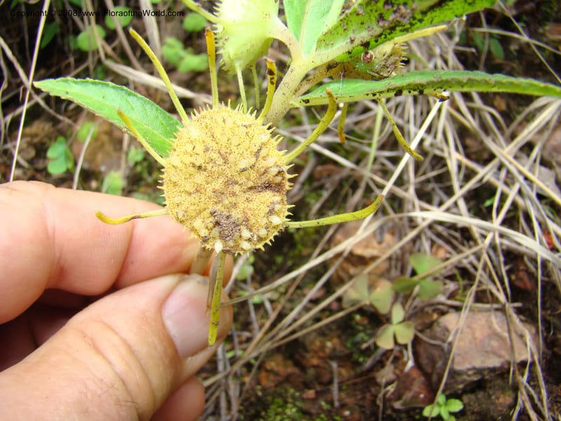 Dorstenia benguellensis, RGereau7044--Tanz. Mbeya Rural Distr. Utengule Coffee Lodge. 26 Jan 08. 086.jpg