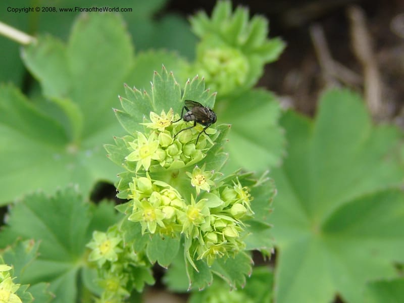 Alchemilla--Georgia. Kazbeki . Trail-road to Sameba Church. 2 Jun 05. 421.jpg