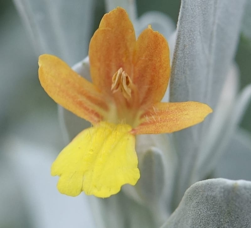 Petalidium englerianum, L. Nanyeni 1177--Namibia. Hwy C38 4 km SE pf Outjo. 17 Mar 2018. DSC01495 (43).JPG