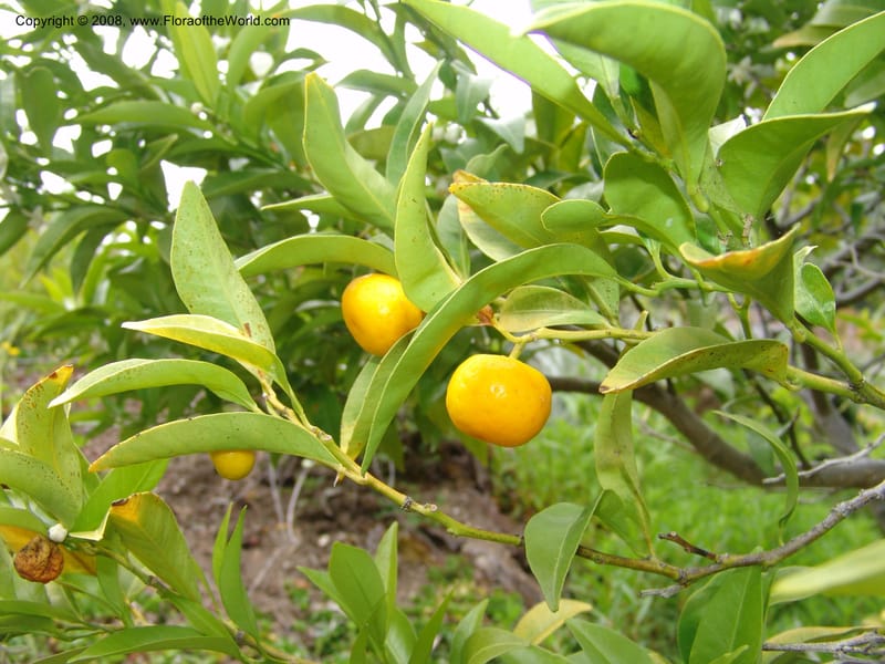 Citrus tachibana, 91.1122--CA. UC Berkeley Bot. Garden. 31 May 07. 441.jpg