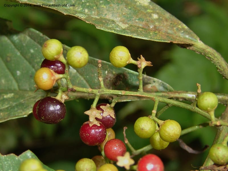 Ardisia, Croat 95845--Ecuador. Maquipucuna Biol. Res. Send. del Rio. 13 Mar 06. 358 (6).jpg