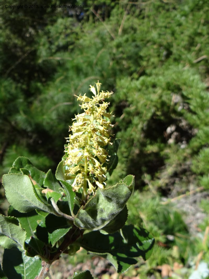 Escallonia pulverulenta, WDS 34054--Chile. Tanume. Los Hoyos. 14 Feb 2013. DSC00647 (26).JPG