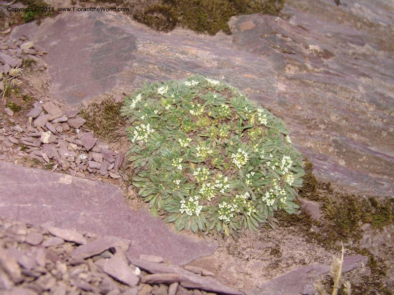 Valeriana, R. Vasquez 33191--Peru. Cusco. Calca. Abra de Chayna Puerto. 3 Nov 07. 184 (9).jpg