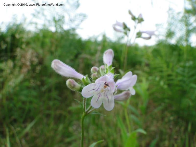 Penstemon laevigatus, Mori, S 27407, USA, North Carolina, Pender Co., Hwy 117, 3.9 miles N of Burgaw, 21 May 201 (2).JPG