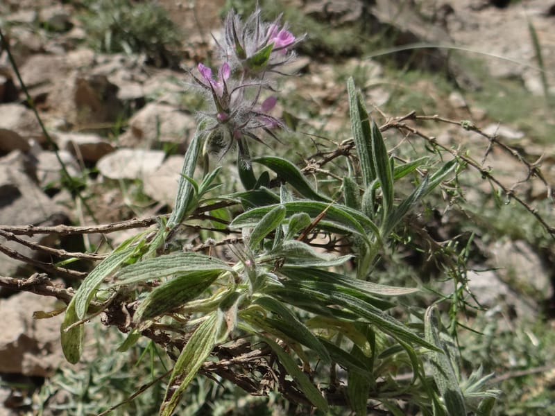 Stachys lavandulifolia--Iraq. Kurdistan. Shakh-i-Pira Magrun. 25 May 2013. DSC05267 (103).JPG