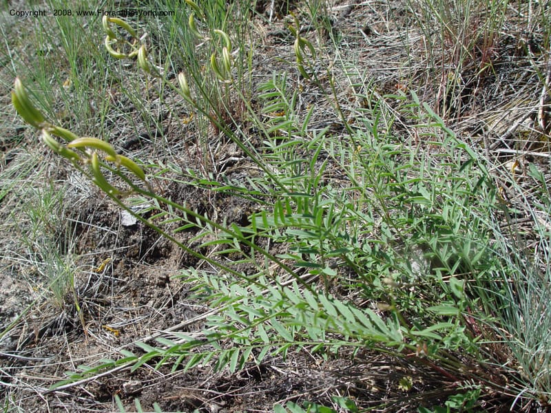 Astragalus canadensis--ID. Idaho Co. Salmon R. Polly Bemis Ranch. 9 May 04. 167.jpg