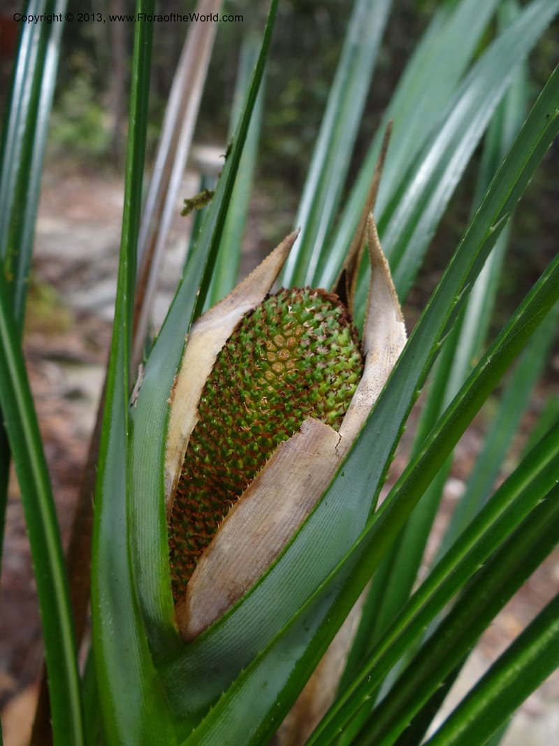 Pandanus dorystigma, Callmander 1015--Malaysia, Sarawak. Bako Nat. Park. Lintang Trail. 30 Mar 2012.  NDSC06186 (135).JPG