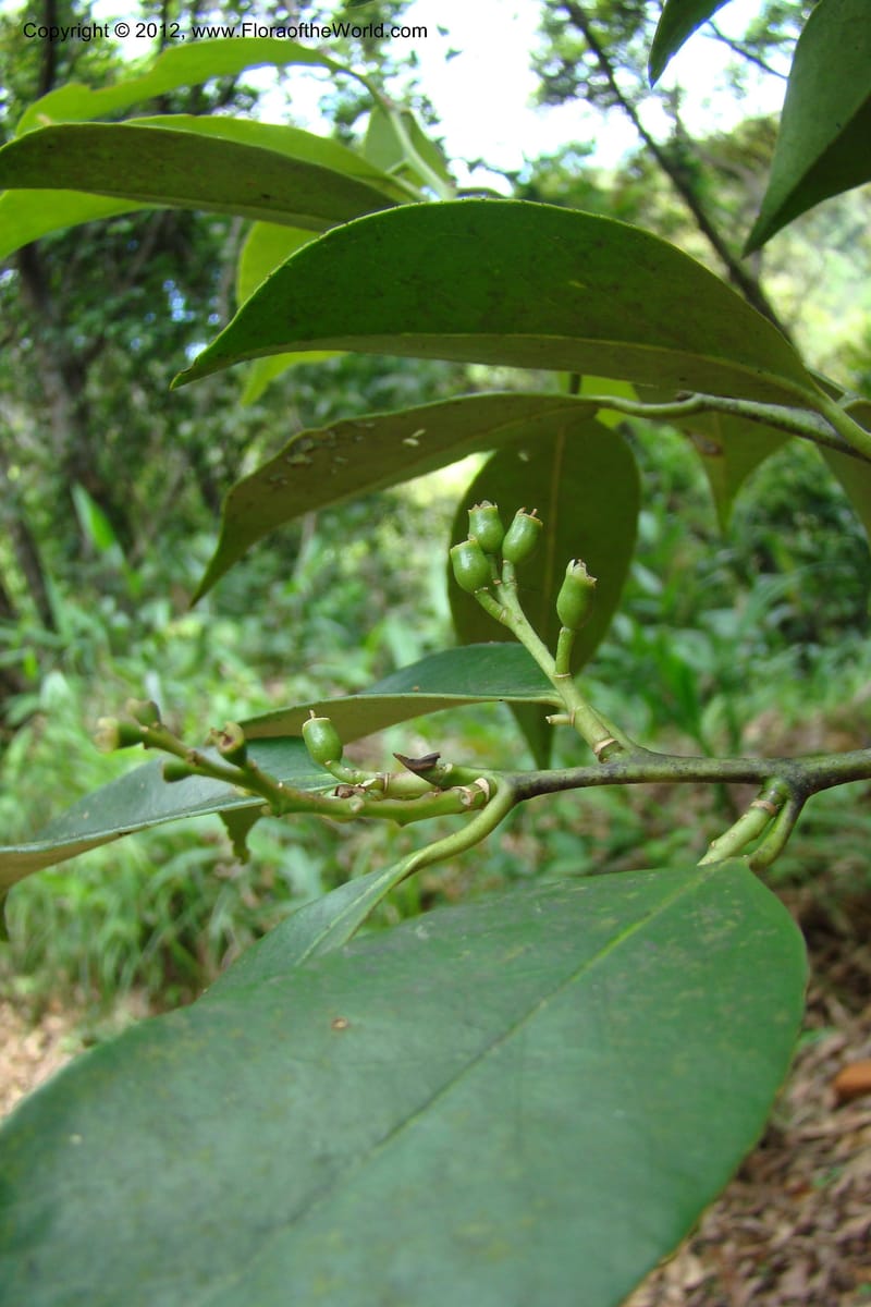 Symplocos, Regalado 1755--Viet Nam. Thua Thien Hue Prov. Phu Loc Distr. Bach Ma. 13 Apr 09. 460.jpg