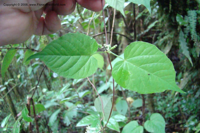 Ceropegia, WKindeketa2973--Tanz. Rungwe Distr. Rungwe For. Res. 24 Jan 08. 089.jpg