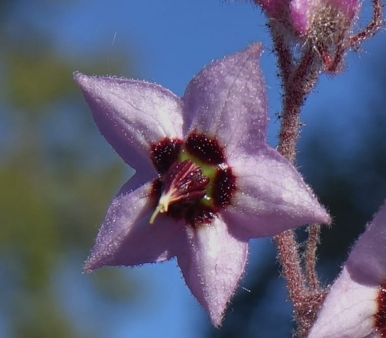 Lasiopetalum glutinosum subsp. latifolium, Davidson, C 13388--Australia. W.A. Calingiri Rd. 22 Oct 2016. DSC04023 (10).JPG