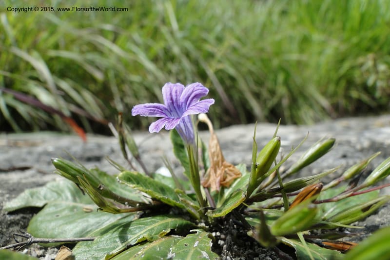 Ruellia hygrophila, W. D. Stevens 31292--Paraguay. Edo. Concepcion. Garay Cue. 21 Mar 2011. 147 (6).jpg