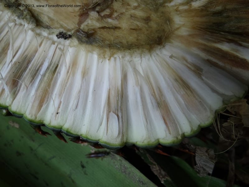 Pandanus acaulescens, Callmander 1041--Thailand. Chiang Mai. Doi Inthanon N. P. 9 Nov 2012. (119).JPG