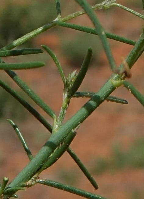 Limeum fenestratum, L. Nanyeni 1237--Namibia. Eningu Clayhouse Lodge. 26 Mar 2018. DSC03500 (29).JPG