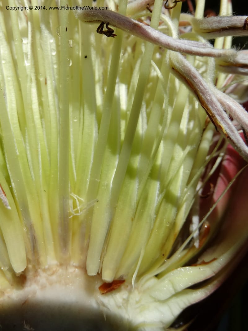 Protea cynaroides, Davidson, C 12315--South Africa. Western Cape. E. side, Fernkloof. 24 Jan 2014. DSC01799 (148).JPG