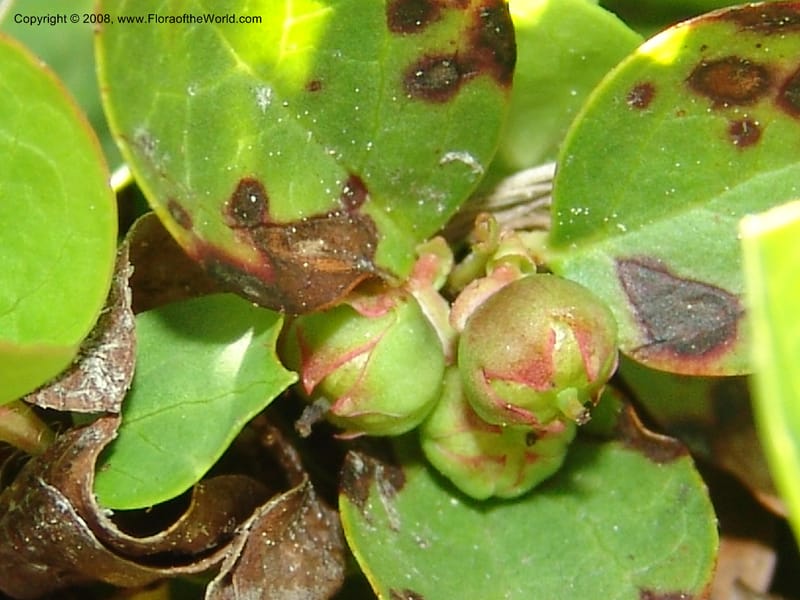 Gaultheria humifusa, CDavidson10954--ID. Valley Co. Warren Wagon Rd  jct with Bear Pete Rd. 9 Jul 06. 055.jpg