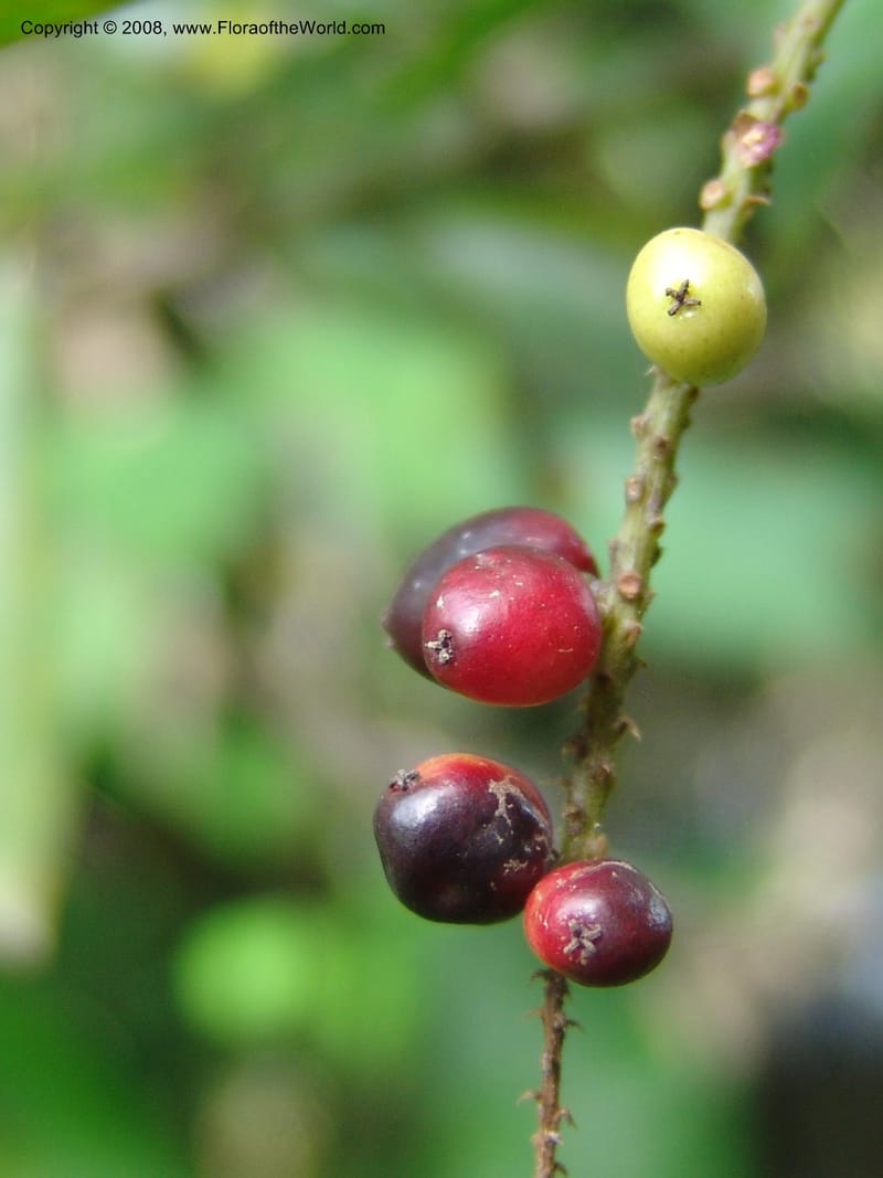 Antidesma vogelianum, MLeal1175--Gabon. Prov. Ogooue-Ivindo. Res. Lope. Fougere Brulee. 19 Apr 06. 269.jpg