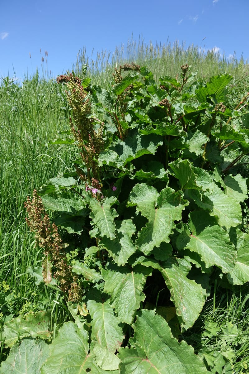 Rumex alpestre, Not collected--Switzerland. Sass Almagell. Lac Mattmark. 3 Jul 2016. DSC08449 (527).JPG