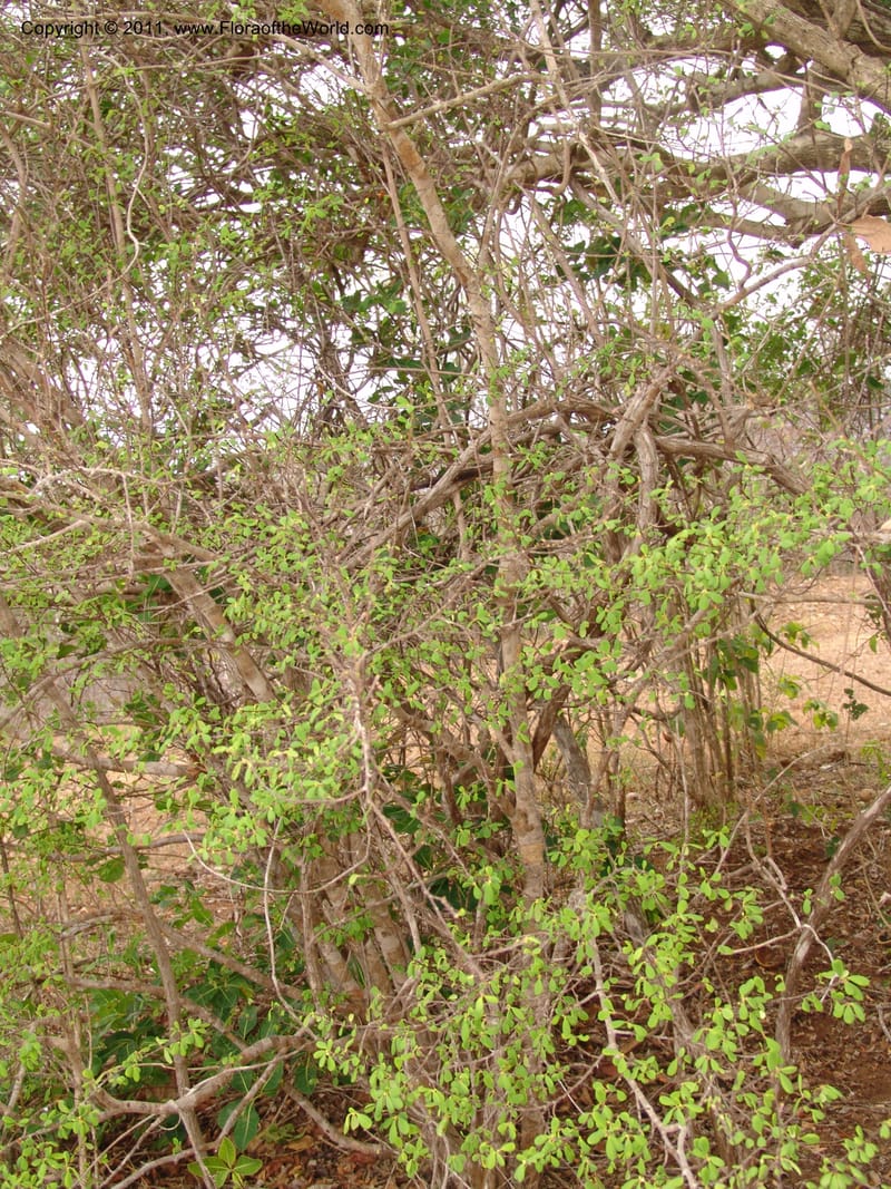 Erythroxylum, ROR1534--Madag. Prov. Antsir. Sahafary, Andranomadiro. 7 Nov 06. 460.jpg